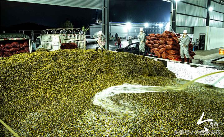 盘州刺梨产值,2020贵州刺梨产业