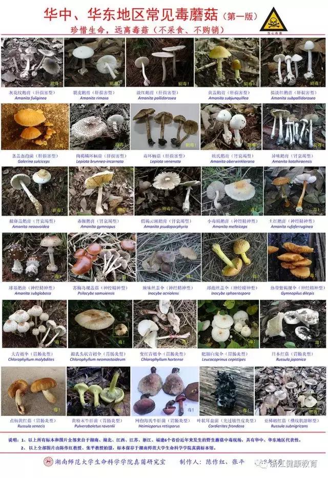 喝了碗汤，一家3口中毒！明明用土法验过毒，医生说真荒唐！