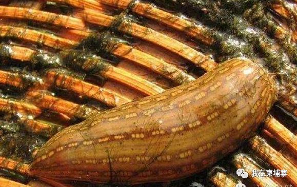 柬埔寨水蛭,柬埔寨食人水蛭有多大