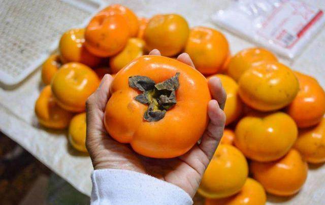 柿子和红薯一起吃,为什么肚子会胀气?教你正确的吃柿子办法