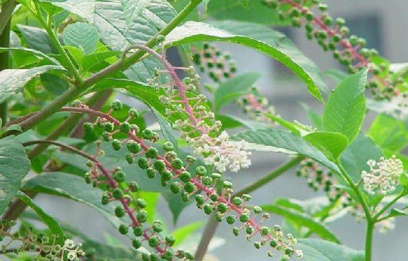 总被农民误当人参种植，夏末农民傻眼了，没毁掉的农民却用它致富