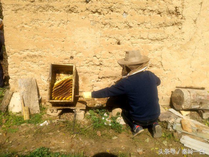 土蜂蜜四大名蜜,最好吃的土蜂蜜