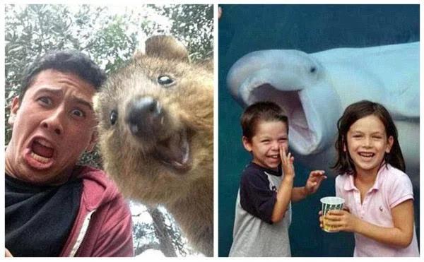 动物搞笑视频抓拍一瞬间,盘点动物搞笑瞬间视频