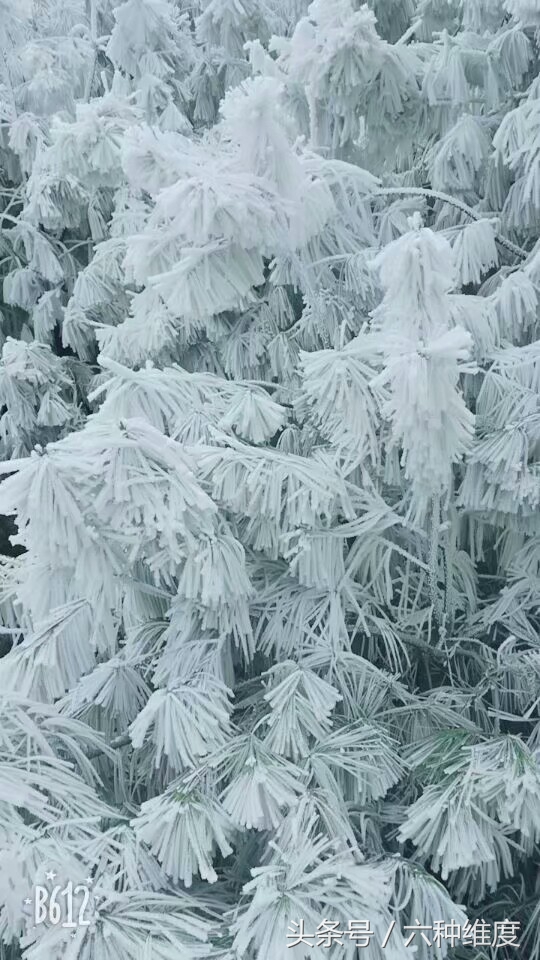 遇到资金盘骗局怎么处理才好,新型资金盘骗局揭秘