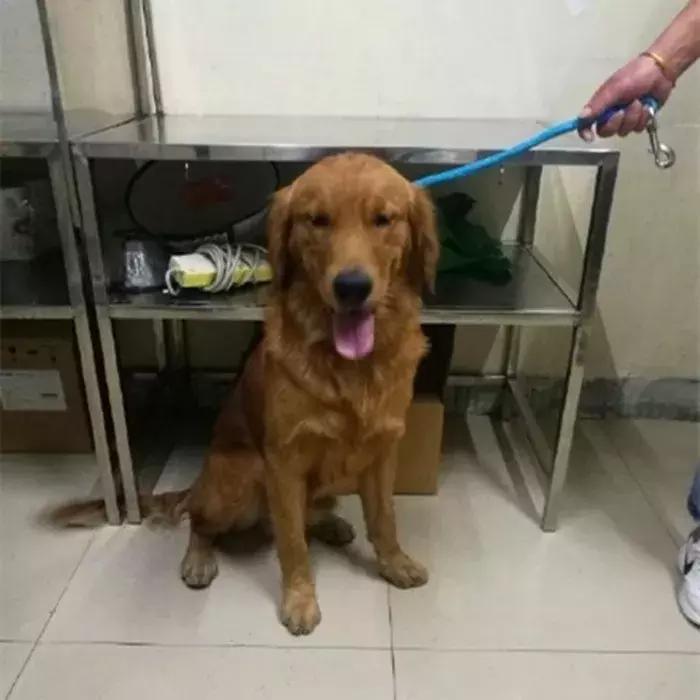 阿拉斯加被金毛吓怂,金毛受到惊吓后跑了