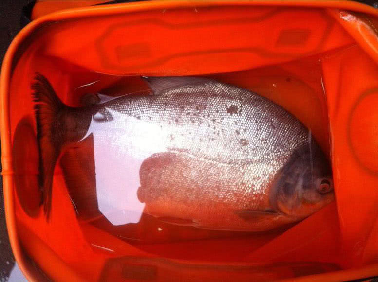 长尾银鲳鱼多少钱一斤,钓鲳鱼怎样溜鱼