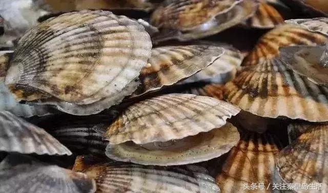 开海后的生猛海鲜已抵达秦皇岛,秦皇岛开海前的海鲜