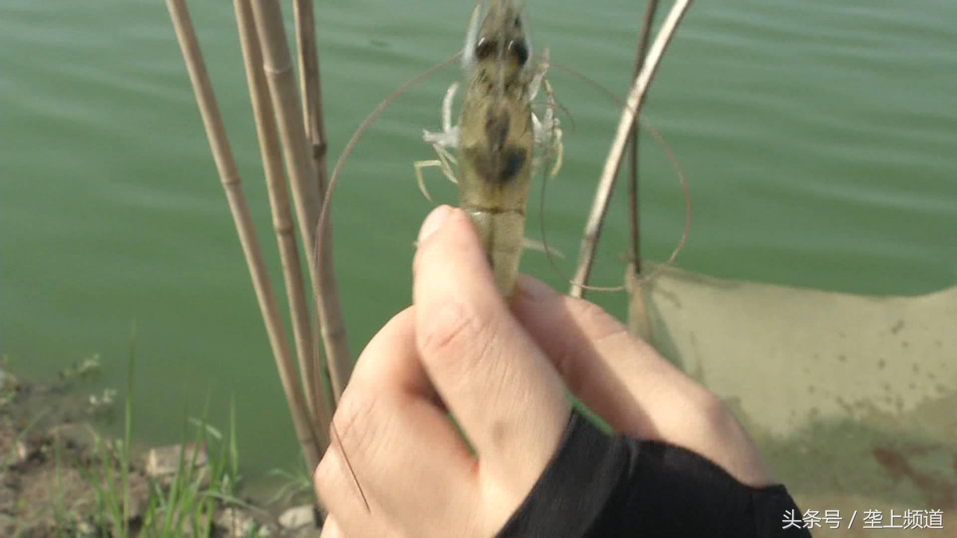 南美白对虾肤白貌美大长“腿”，父亲管养，女儿管卖！快来尝鲜！