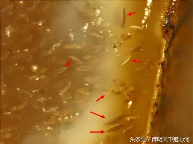 蜜蜡价格蜜蜡鉴别蜜蜡保养,如何鉴别二代蜜蜡与天然蜜蜡