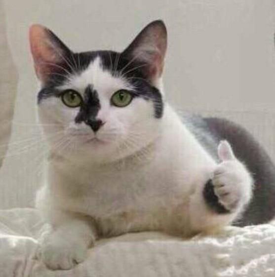 绾師鍘熷崟鎬庝箞杈ㄥ埆,绾厓鐪熷亣杈ㄥ埆