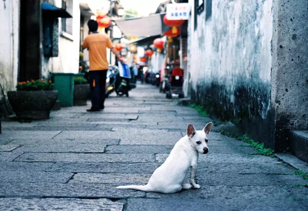浙江4条古镇老街,浙江古街景点推荐