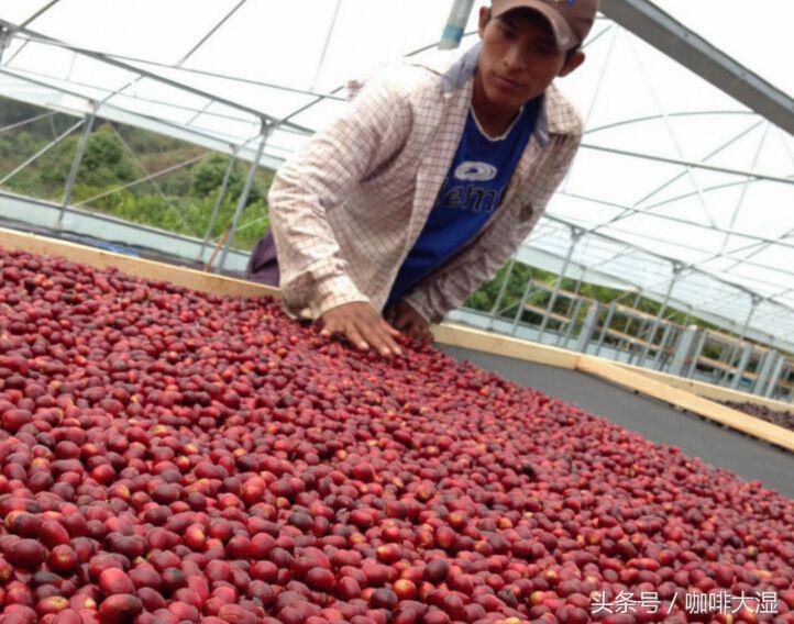 咖啡的概述和知识,咖啡术语基础知识