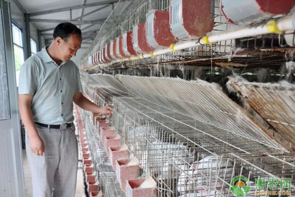 靠肉兔养殖致富,村民靠种花致富