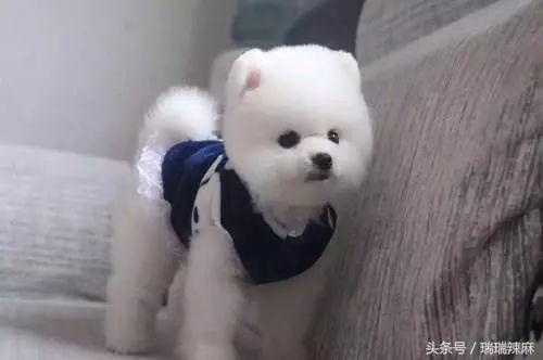 如何治狗狗皮肤病最快最有效,铲屎官要应对的狗狗皮肤病