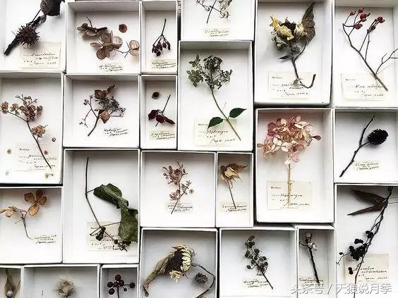 如何做干花最完美,适合南方的干花的制作方法