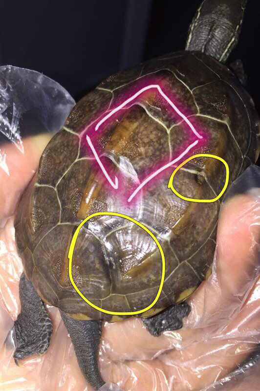 「龟友记录」萌妹子养龟全纪录（第一部）