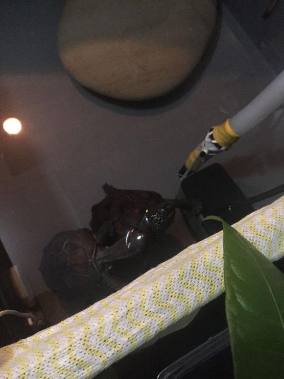 「龟友记录」萌妹子养龟全纪录（第一部）