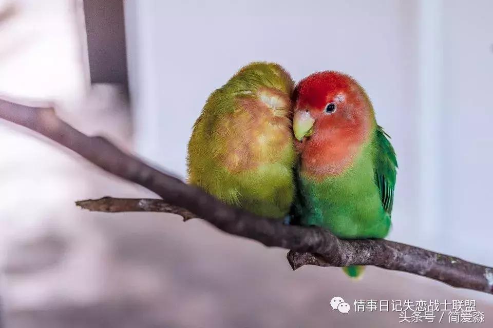 表达爱意的情书英文,我爱你的英文情书原文