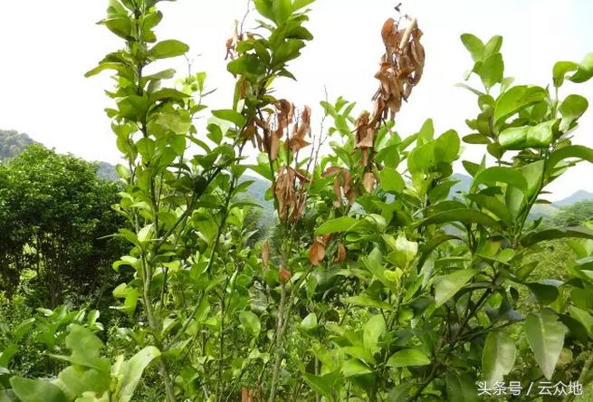 柑橘成熟长虫是什么原因,柑橘防树头虫