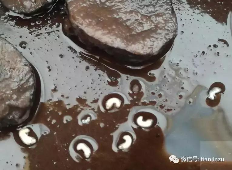 好恶心！天津姐姐在正规药店里抓来中药，竟煮出来了虫子
