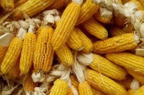 秋玉米陆续开始收获，新玉米突破一元大关指日可待