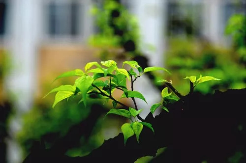 教师节赞扬老师的诗歌,教师节献给老师的诗小学生