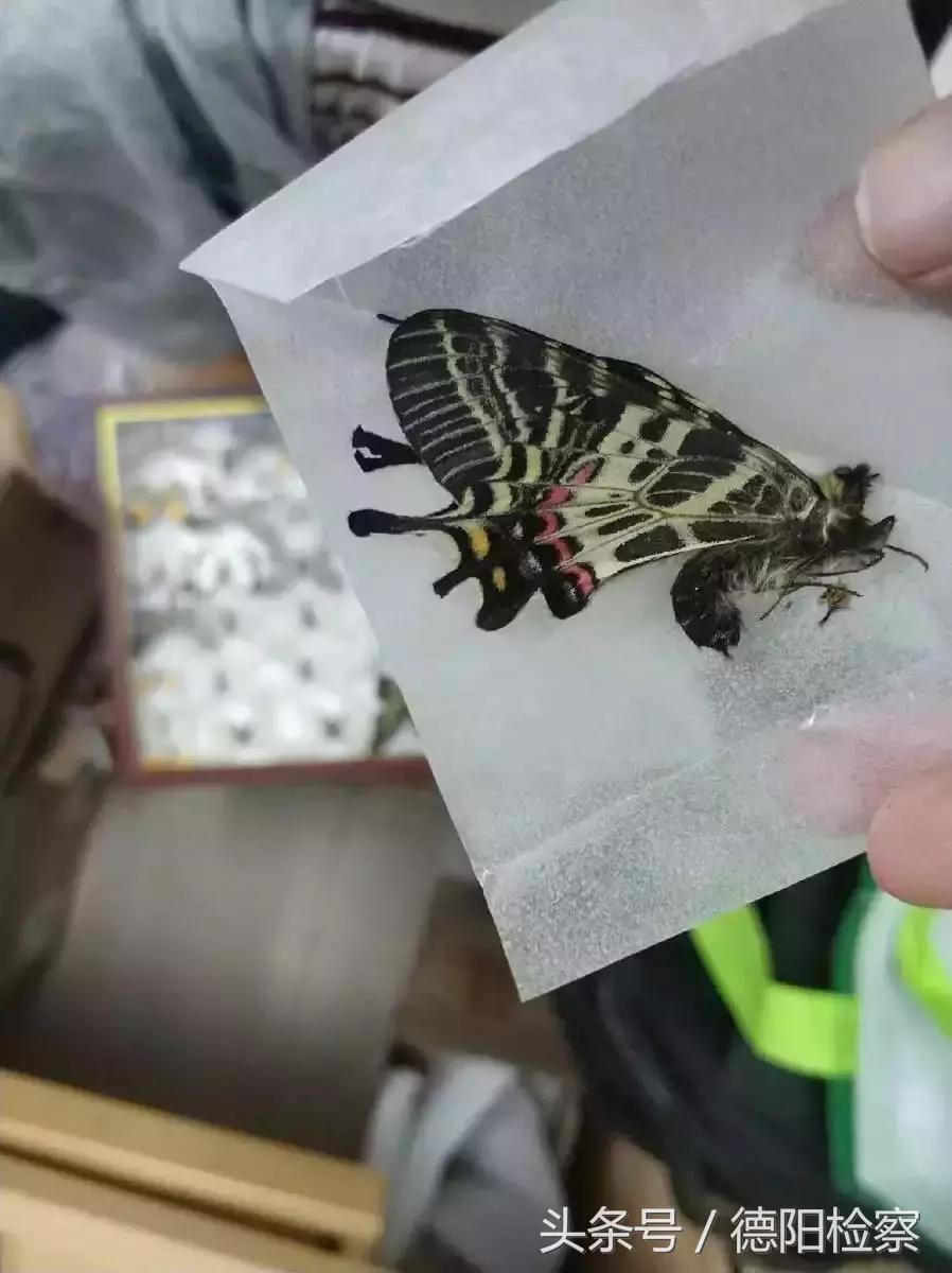 闲鱼低价卖动物,闲鱼能卖动物吗