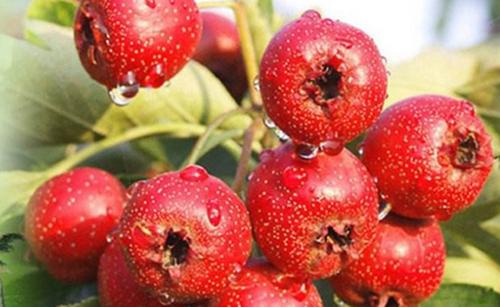 胃火不除根,胃火不降浊气上升如何调理