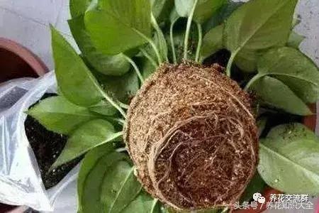水培绿萝怎么养护长得才茂盛,刚种植的大盆绿萝柱怎么养护