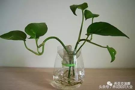 水培绿萝怎么养护长得才茂盛,刚种植的大盆绿萝柱怎么养护