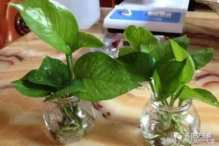 水培绿萝怎么养护长得才茂盛,刚种植的大盆绿萝柱怎么养护