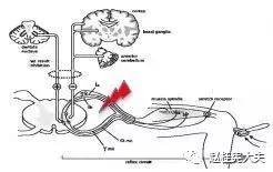 痉挛性截瘫自愈的方法,痉挛性截瘫不痉挛肌张力高