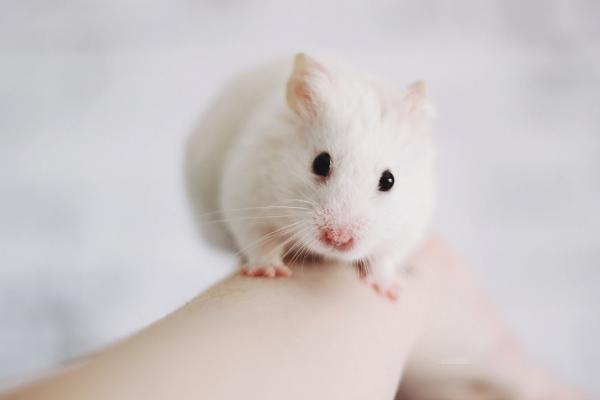 仓鼠能用水洗澡吗夏天,仓鼠浴室里仓鼠是怎么洗澡的