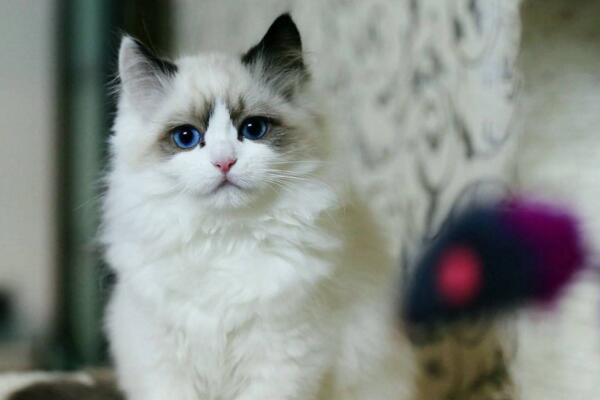 常见的宠物猫有几种品种,常见宠物猫品种大全