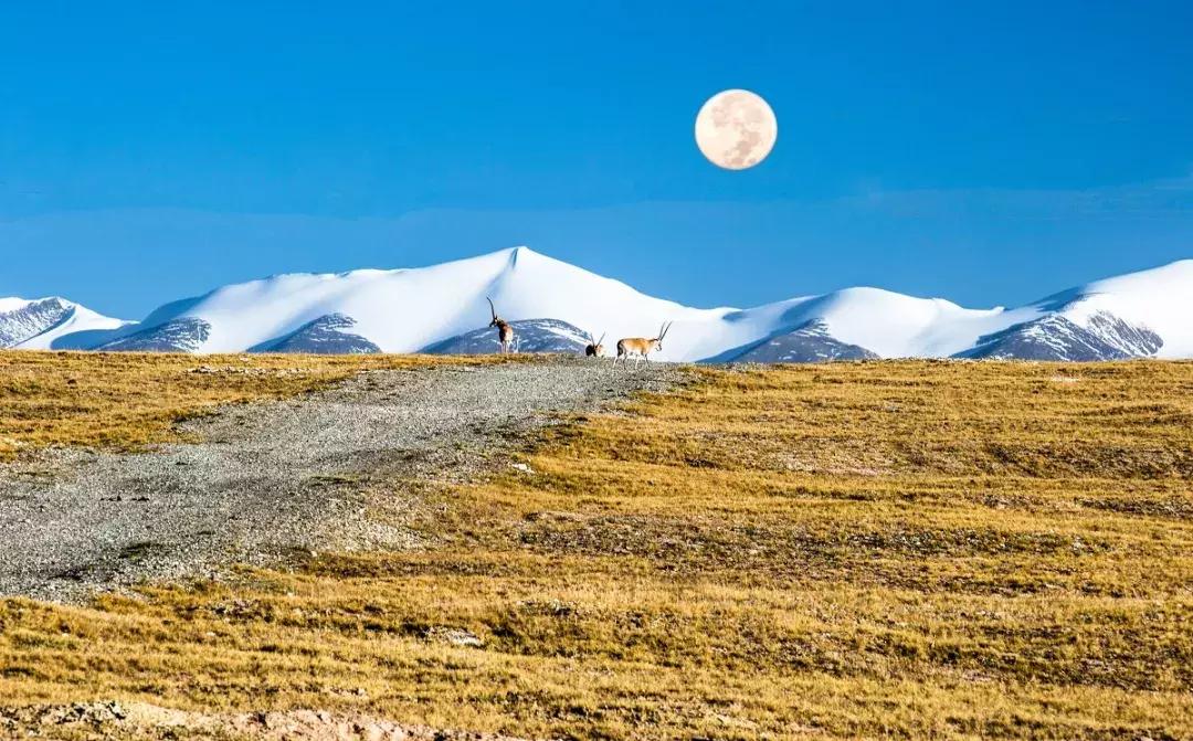 西藏带什么纪念品比较好便宜,西藏必买的纪念品