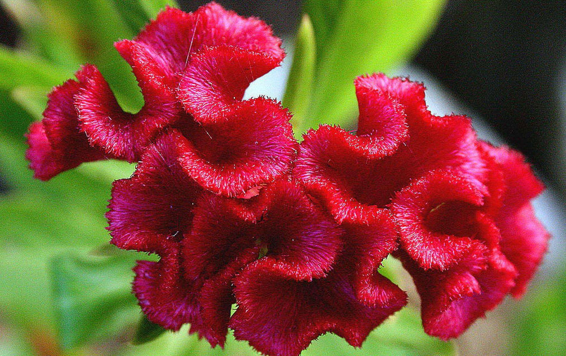 属鸡人养什么植物最旺,十二生肖幸运植物