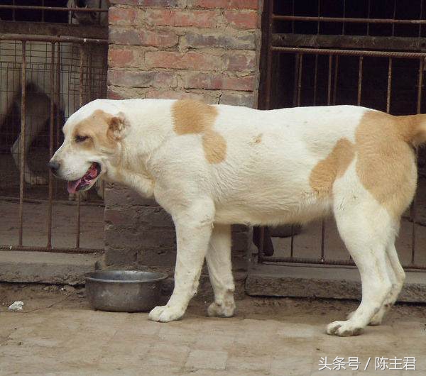 世界名犬前十名,世界名犬排名前十名图片