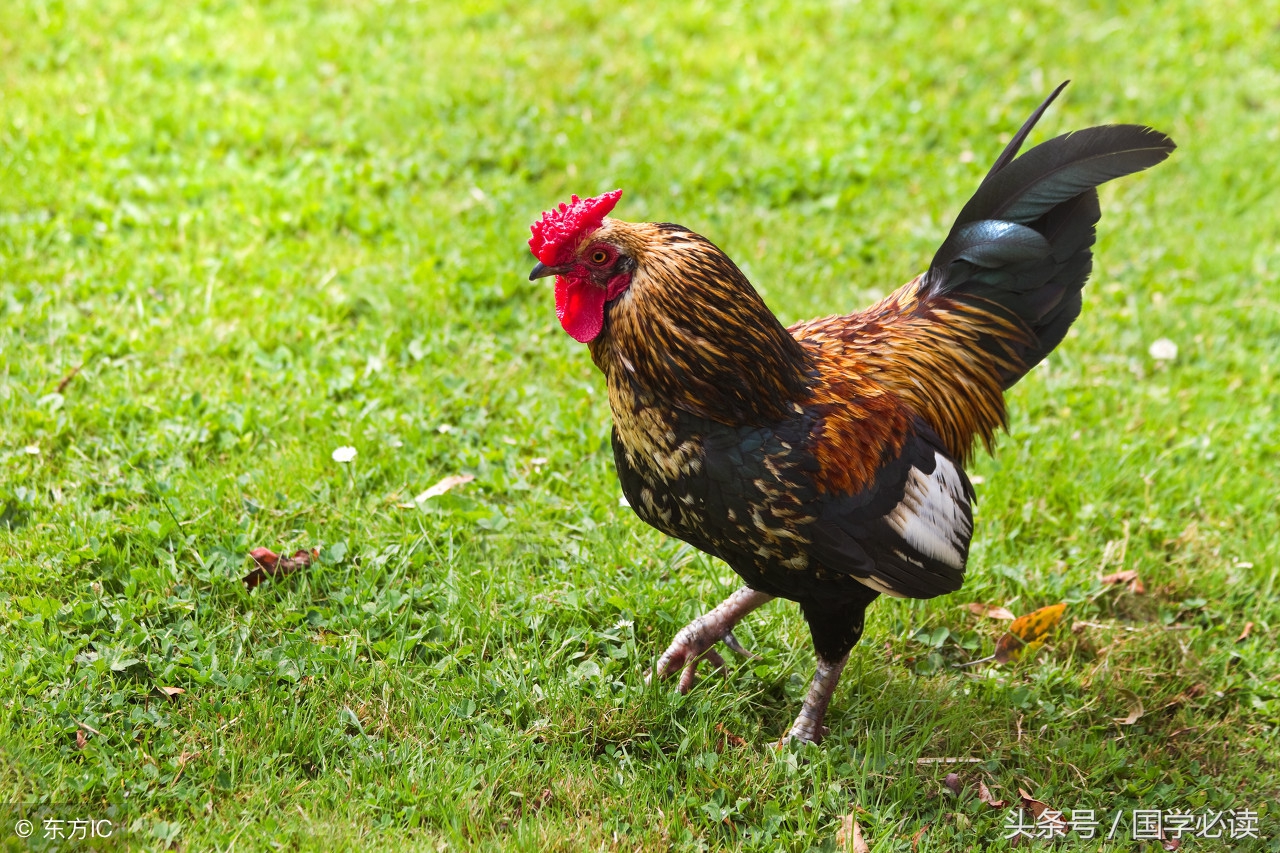 妙趣横生的十二生肖歇后语,十二生肖歇后语大全二年级