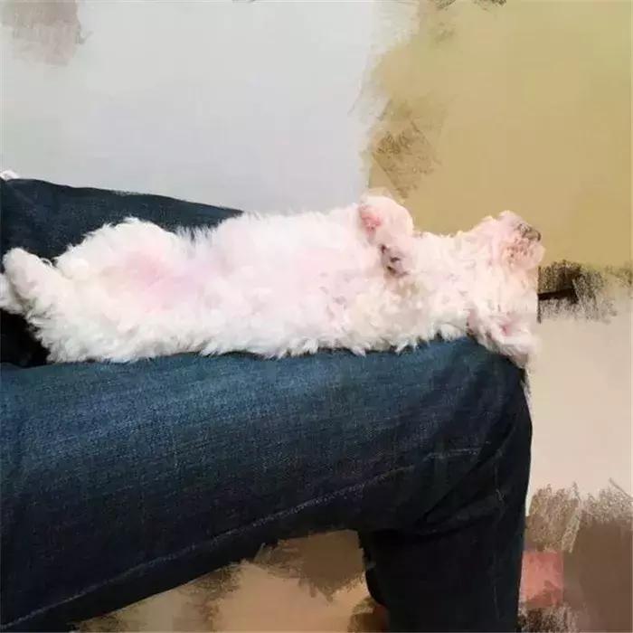 比熊幼犬粪便有虫子,比熊幼犬感染寄生虫怎么办