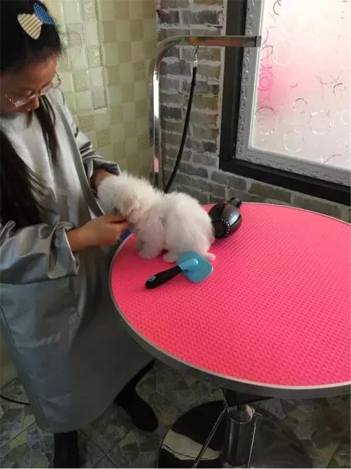 比熊感染球虫有什么症状,比熊幼犬感染真菌皮肤病怎么办