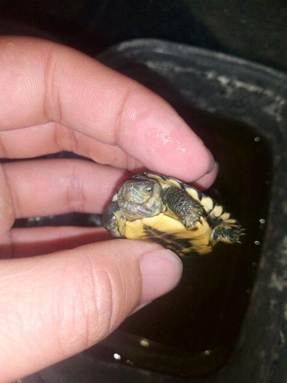 龟不用加热棒怎么给龟加温,龟治病加热棒推荐