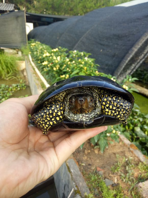 龟不用加热棒怎么给龟加温,龟治病加热棒推荐