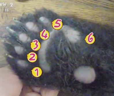 大熊猫前掌有几根手指头,国宝大熊猫的手指头