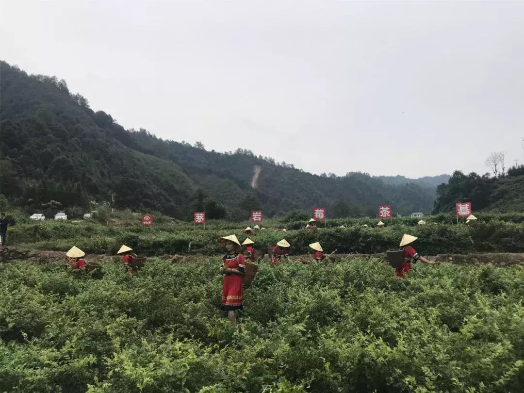张家界莓茶将亮相茶博会,张家界莓茶文化节新闻发布会