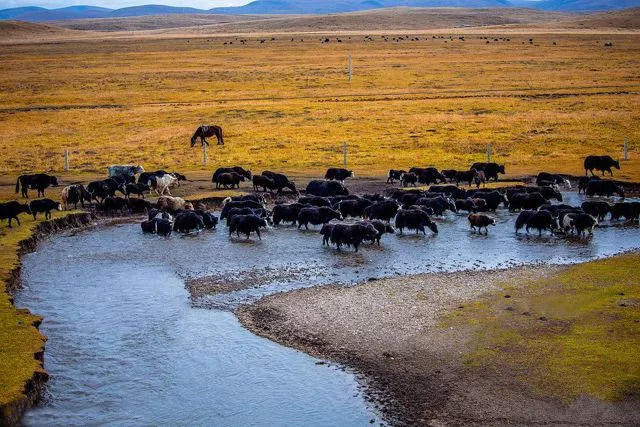 秋天甘南旅游攻略,看甘南草原风光