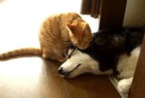 香港癌症医生,深圳市好医生