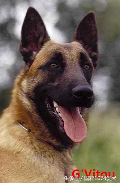 「可能是史上最清晰科普文章」系列之马犬起源和马犬的傲慢与偏见