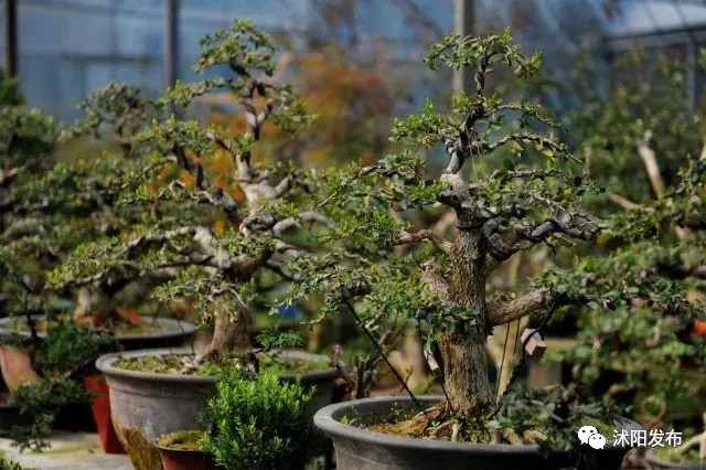 「人民网·江苏头条」花乡沭阳看变化：花农变“网红”直播念新经