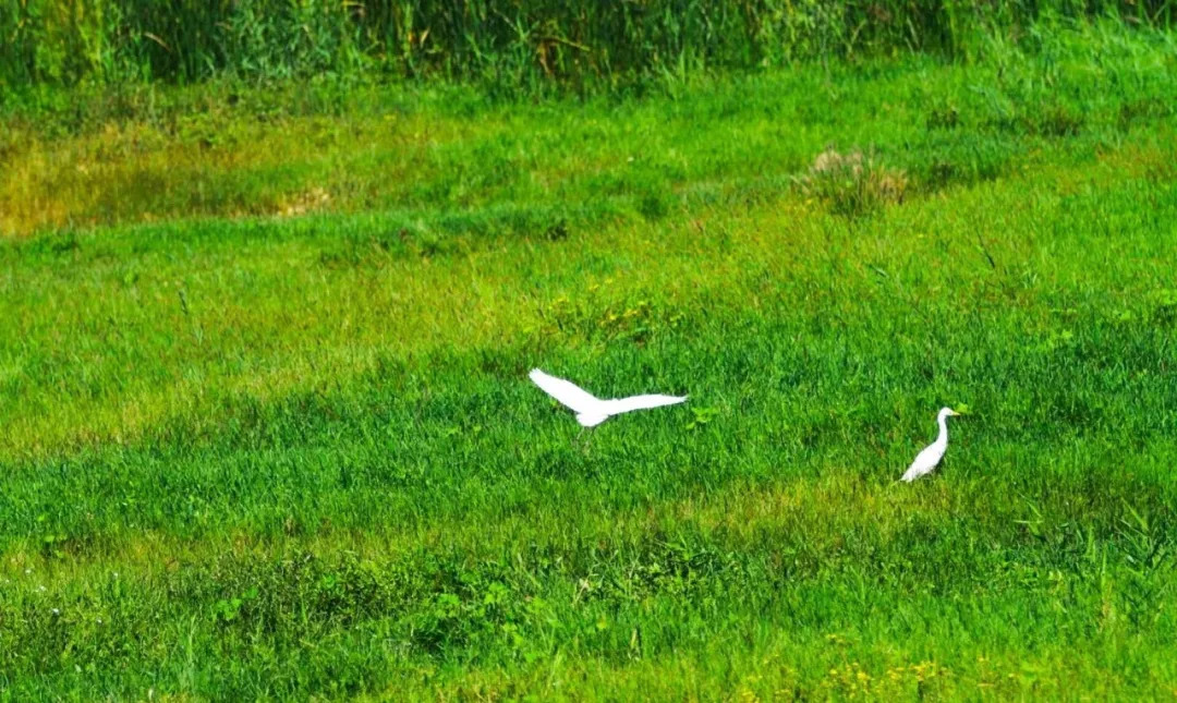 蟠龙河，清晨羊鹭齐歌，难得一见！