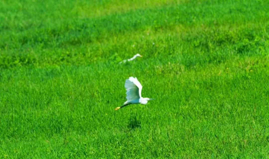 蟠龙河，清晨羊鹭齐歌，难得一见！